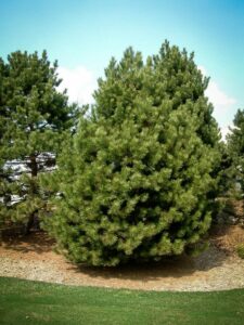 Сосна Чёрная (Pinus Nigra) купить по цене от 270.00р. в интернет-магазине «Посадика» с доставкой почтой в в Алексине и по всей России – [изображение №1].