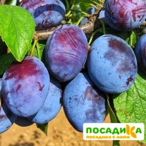 Слива Чачакская ранняя купить по цене от 229.00р. в интернет-магазине «Посадика» с доставкой почтой в в Алексине и по всей России – [изображение №1].