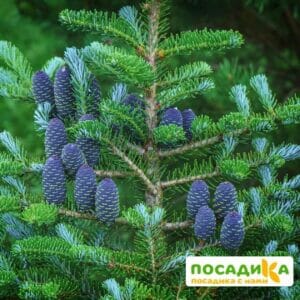 Пихта корейская (Abies koreana) купить по цене от 450.00р. в интернет-магазине «Посадика» с доставкой почтой в в Алексине и по всей России – [изображение №1].