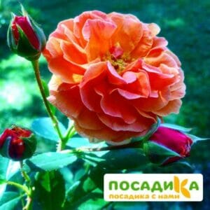 Роза Арабия купить по цене от 350.00р. в интернет-магазине «Посадика» с доставкой почтой в в Алексине и по всей России – [изображение №1].