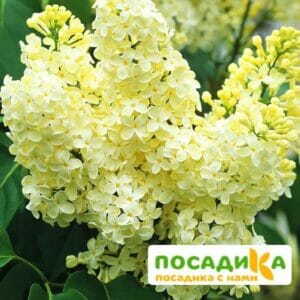 Сирень Примроуз (Primrose) купить по цене от 529.00р. в интернет-магазине «Посадика» с доставкой почтой в в Алексине и по всей России – [изображение №1].