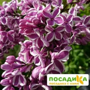 Сирень Сенсация купить по цене от 529.00р. в интернет-магазине «Посадика» с доставкой почтой в в Алексине и по всей России – [изображение №1].