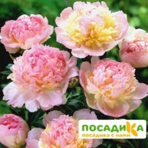 Пион Распберри Сандей (Paeonia Raspberry Sundae) купить по цене от 959р. в интернет-магазине «Посадика» с доставкой почтой в в Алексине и по всей России – [изображение №1].