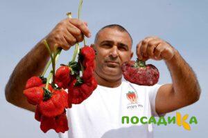 Клубника Гигант Джорнея купить по цене от 266р. в интернет-магазине «Посадика» с доставкой почтой в в Алексине и по всей России – [изображение №1].