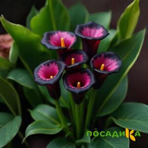 Калла Аура Лейс купить по цене от 400р. в интернет-магазине «Посадика» с доставкой почтой в в Алексине и по всей России – [изображение №1].