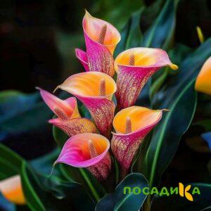 Калла Оникс купить по цене от 450р. в интернет-магазине «Посадика» с доставкой почтой в в Алексине и по всей России – [изображение №1].