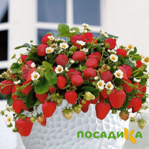 Клубника Рубиновый Шепот (горшечная) купить по цене от 240р. в интернет-магазине «Посадика» с доставкой почтой в в Алексине и по всей России – [изображение №1].
