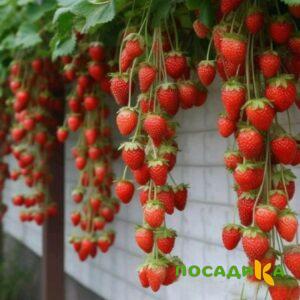 Клубника вьющаяся Комплимент купить по цене от 470р. в интернет-магазине «Посадика» с доставкой почтой в в Алексине и по всей России – [изображение №1].