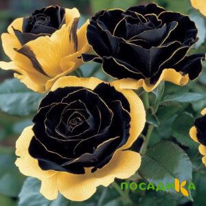 Роза Ханни Сикл купить по цене от 700р. в интернет-магазине «Посадика» с доставкой почтой в в Алексине и по всей России – [изображение №1].