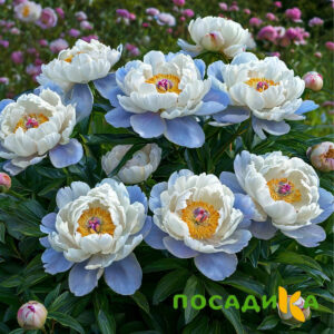Пион акварельный Этюд купить по цене от 806р. в интернет-магазине «Посадика» с доставкой почтой в в Алексине и по всей России – [изображение №1].