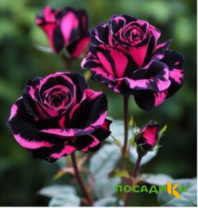Роза Багровый Шепот купить по цене от 366р. в интернет-магазине «Посадика» с доставкой почтой в в Алексине и по всей России – [изображение №1].