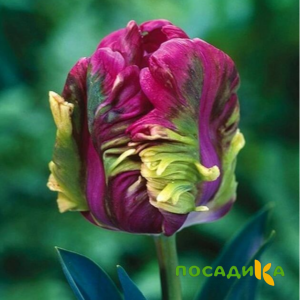 Тюльпан Экзотик Хэвен купить по цене от 186р. в интернет-магазине «Посадика» с доставкой почтой в в Алексине и по всей России – [изображение №1].
